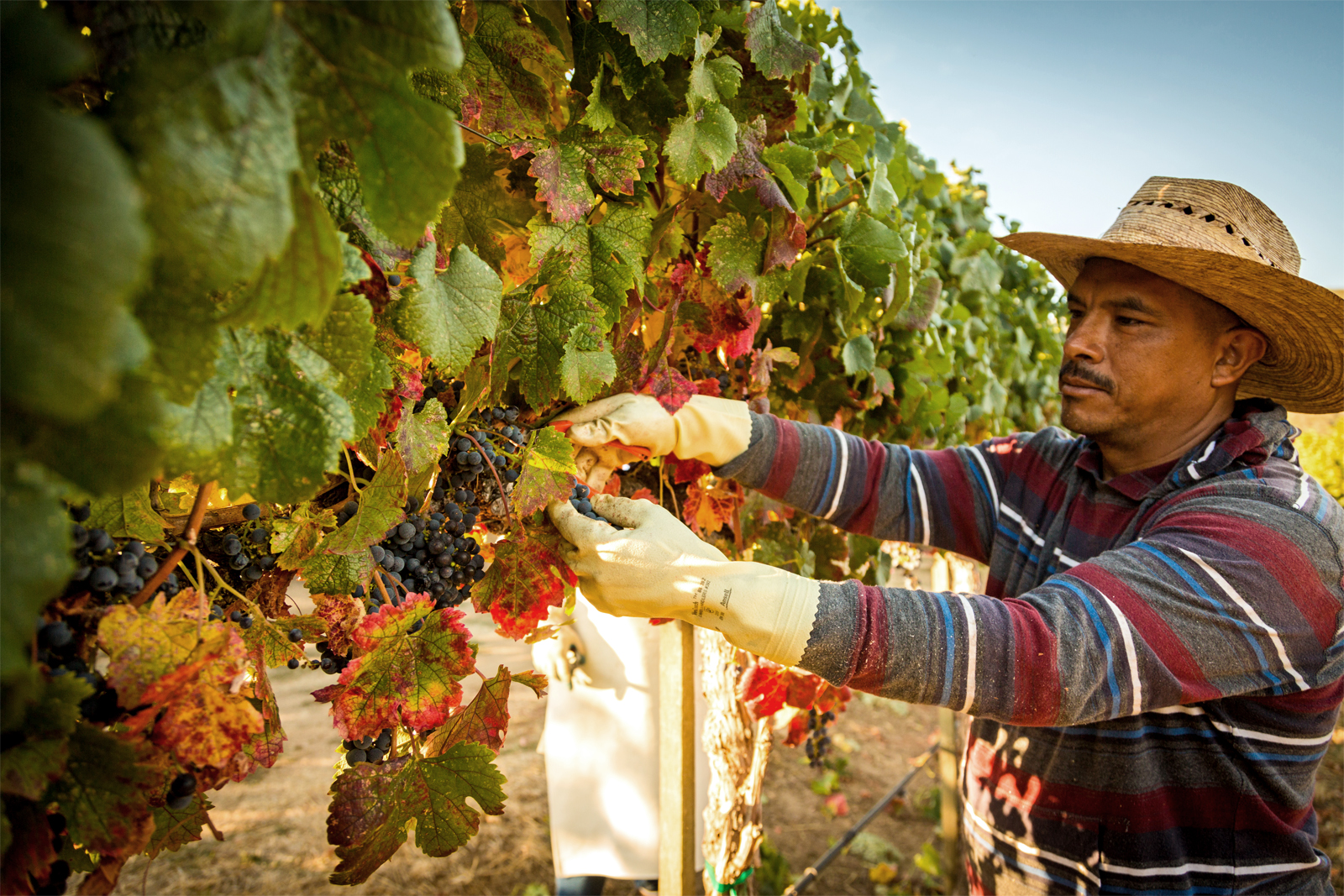 vineyard-worker-harvesting-grapes - Joullian Vineyards